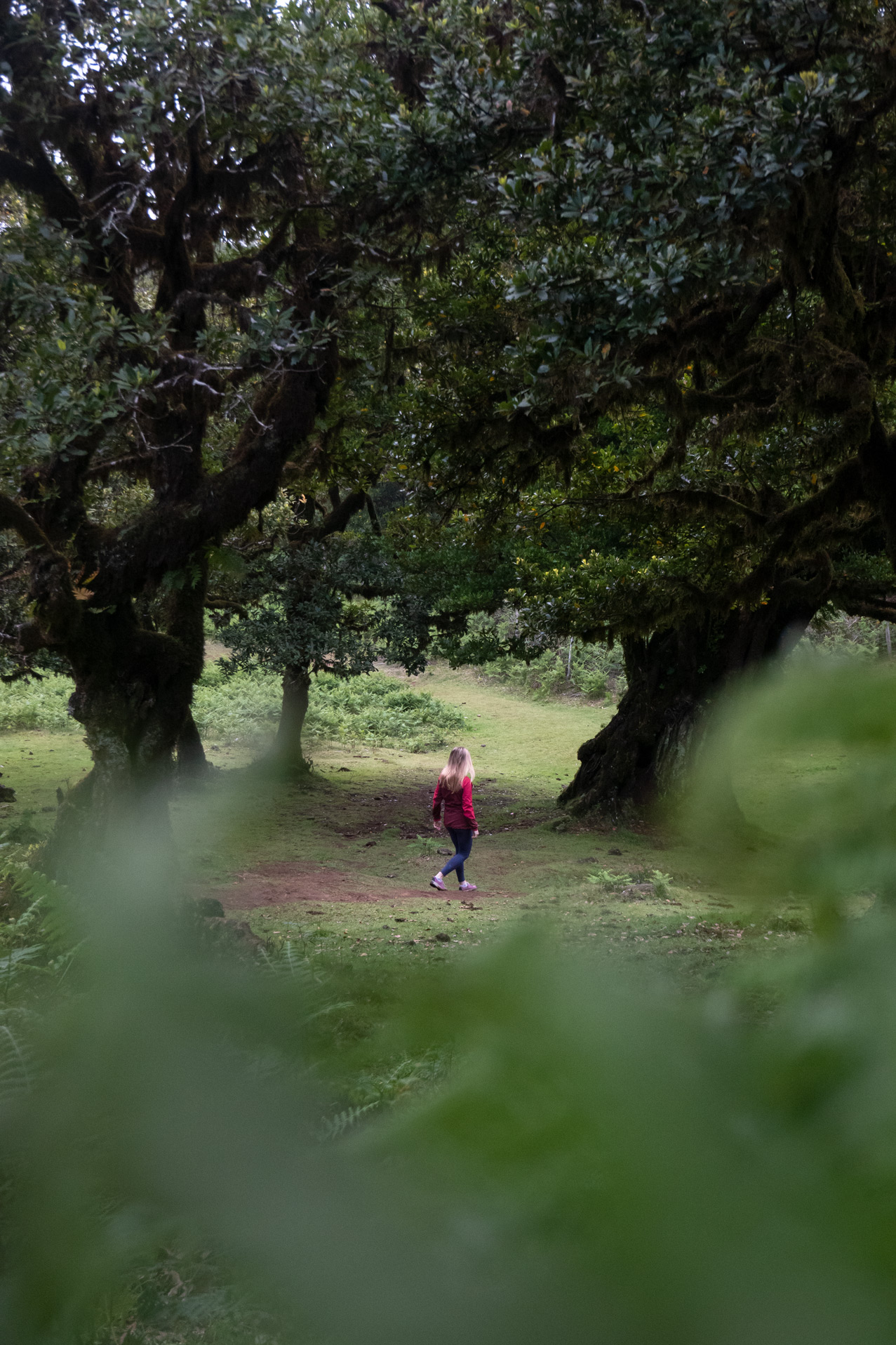 Lorbeerwald auf Madeira, Feenwald