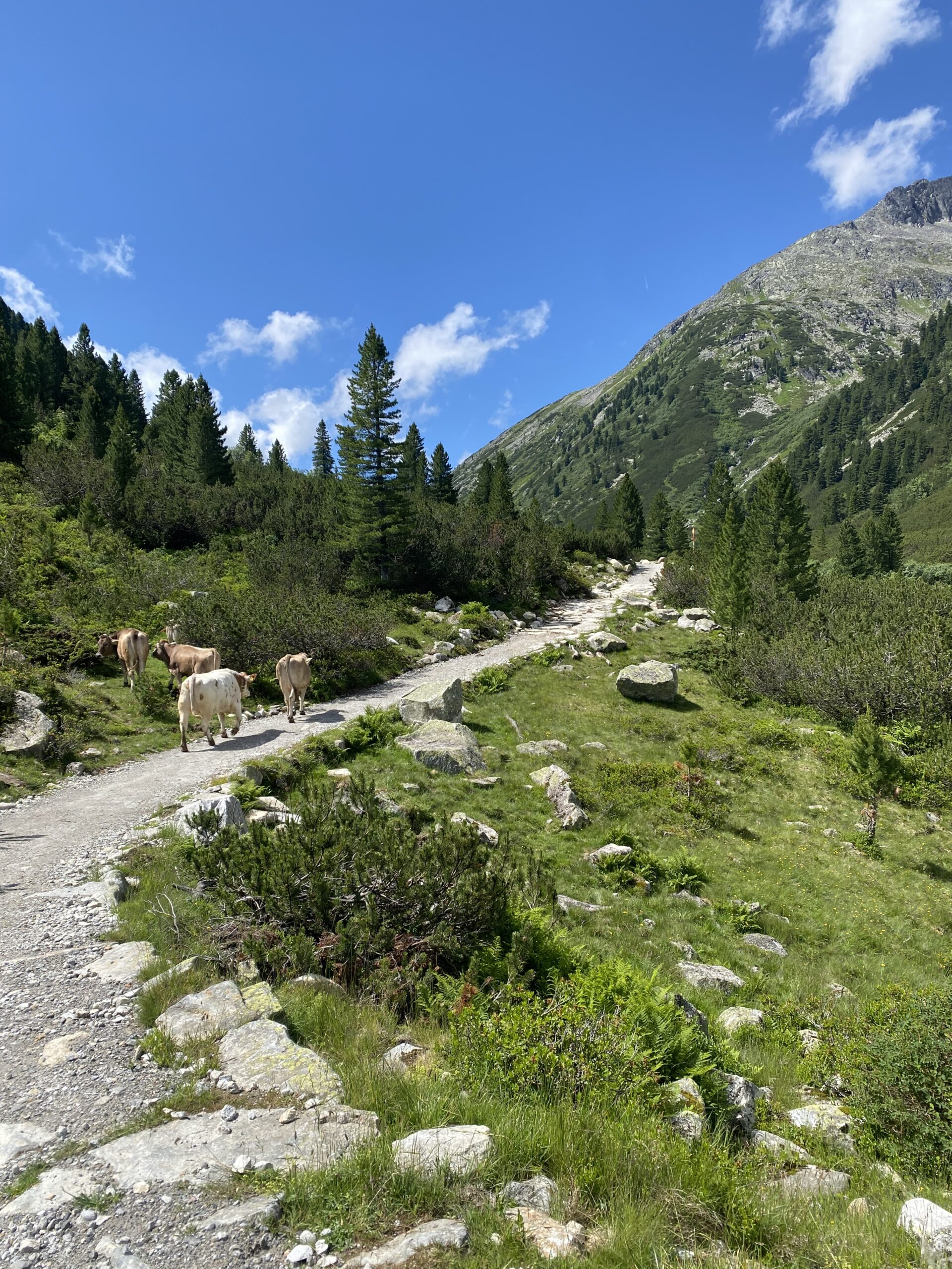 Weg mit Kühen im Zamsergrund Richtung Pfitscher Joch