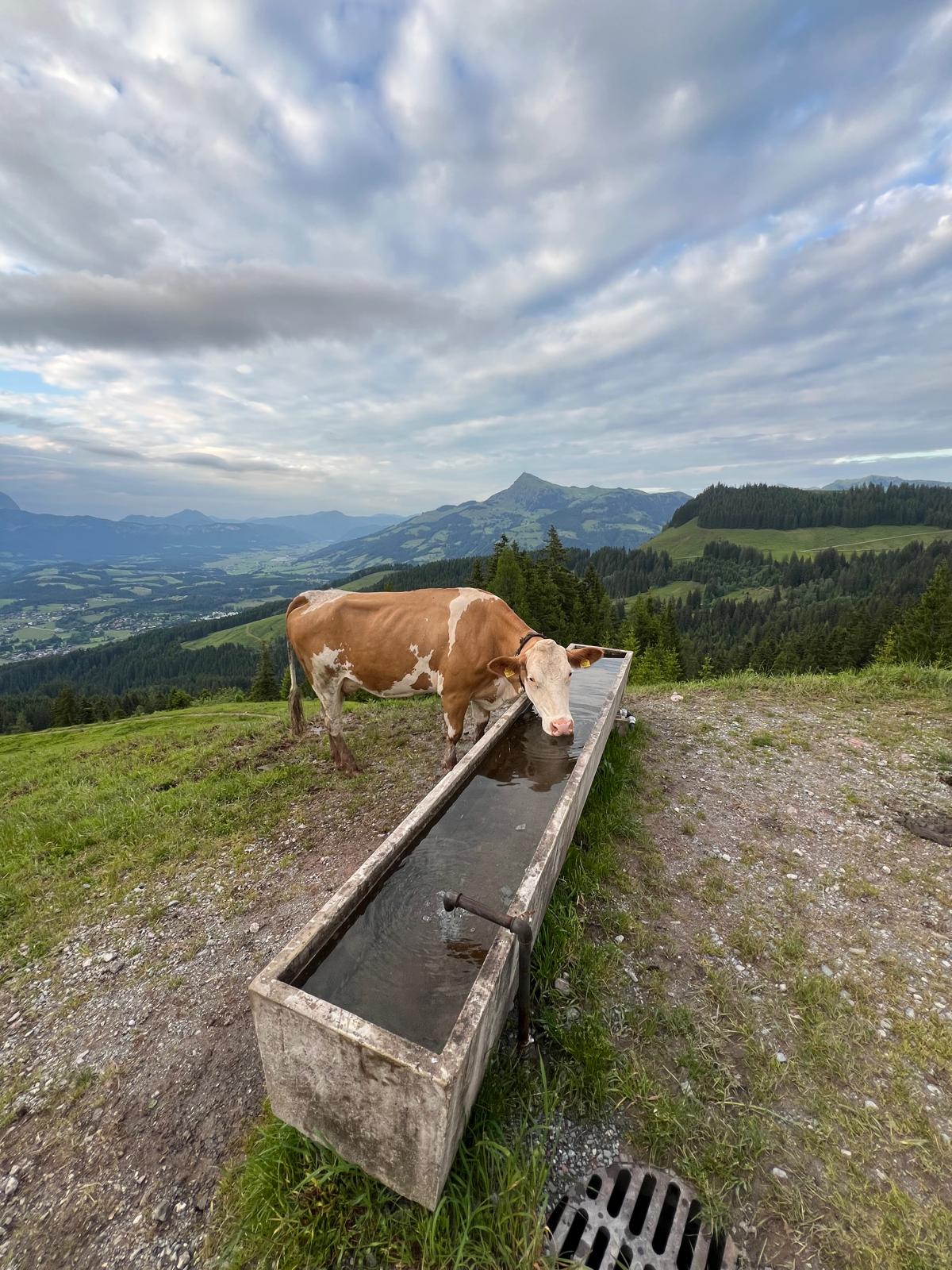 Fleckalm und Ehrenbachhöhe mit dem Fahrrad. Ausblick auf das Kitzbüheler Horn