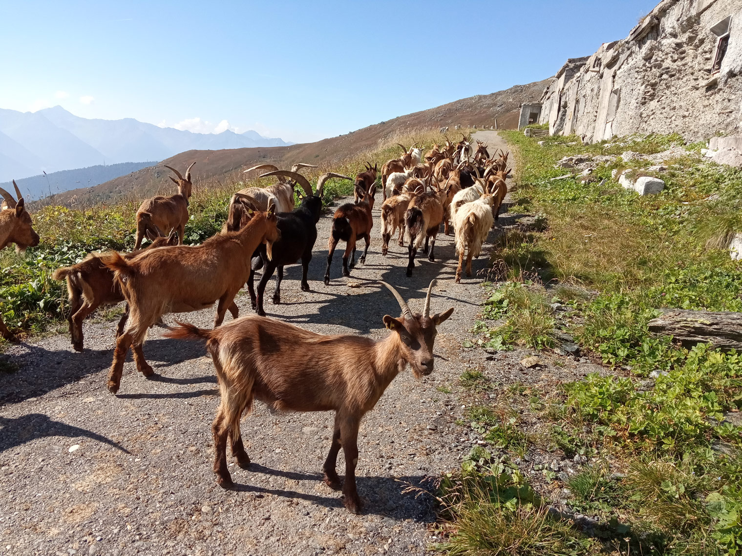 Der Pflertscher Höhenweg ist eine alte Militärstraße und perfekt für Mountainbikes. Nur zwischen den Ziegen muss man sich durchkämpfen.