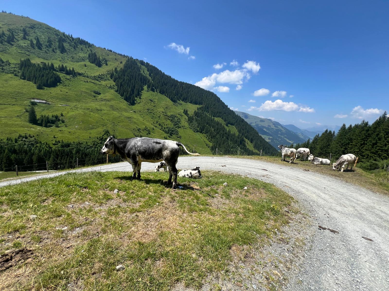 Almweg und Fahrradweg hoch zum Saaljoch bei Kitzbühel.