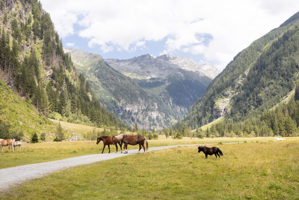 Seebachtal mit Pferden.