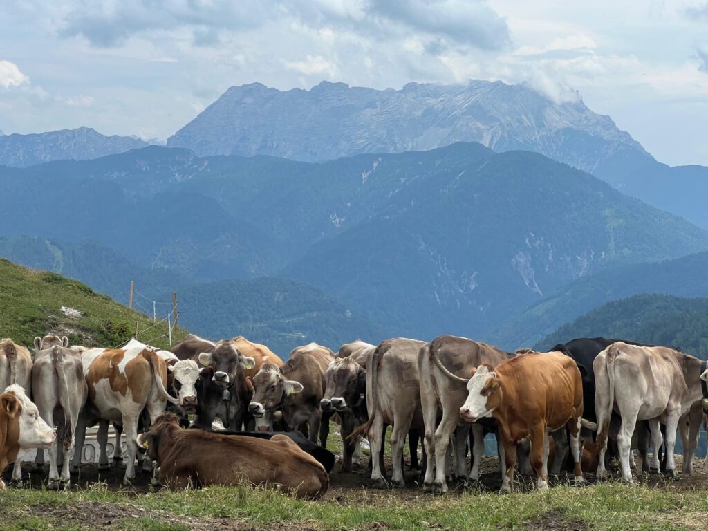 Kuhherde auf dem der Gravelbiketour über die Winterstelleralm.