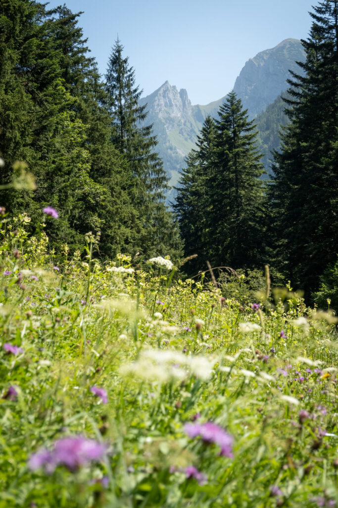 Bunte Blumenwiese kurz vor Abtenau auf dem Radweg.