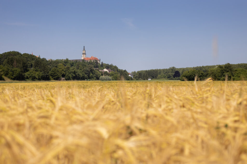 Weizenfeld mit Kirche