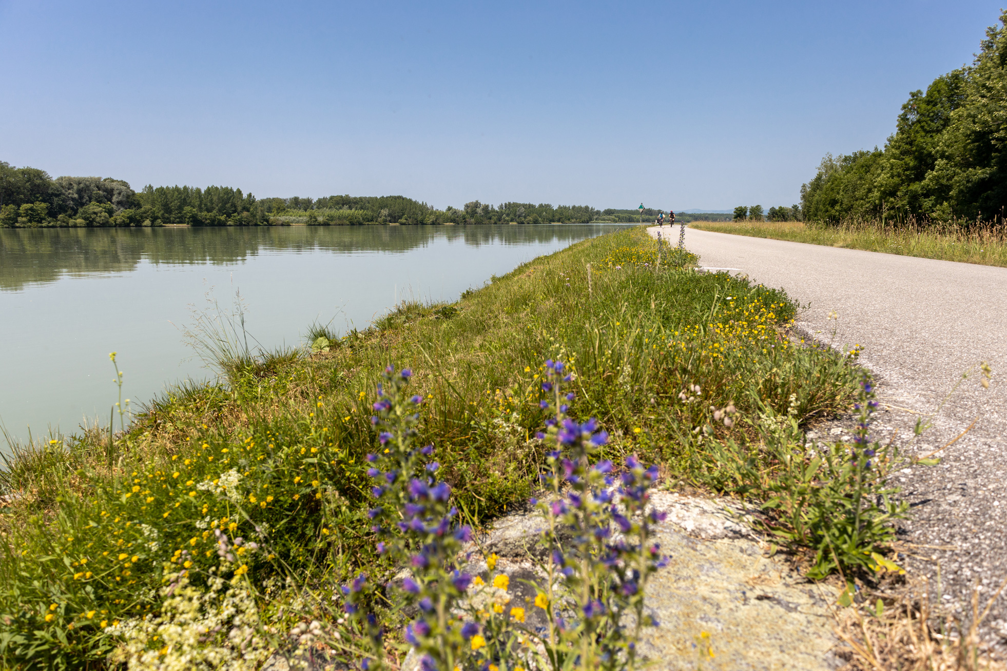 Der Donauradweg neben der Donau in Niederösterreich.