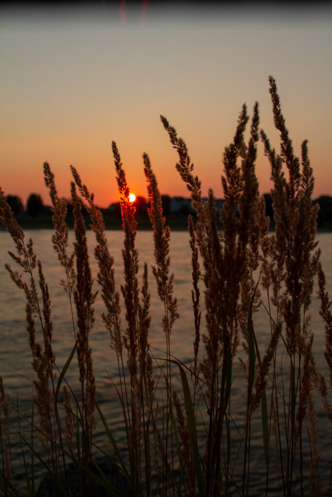Sonnenuntergang am Rhein in Düsseldorf.