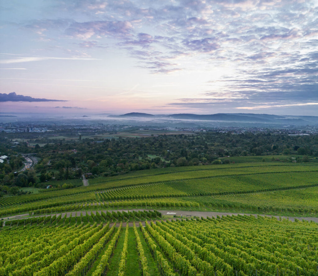Blick über Weinberge auf Stuttgart bei einer Wanderung mit dem Deutschlandticket im Remstal bei Sonnenaufgang.
