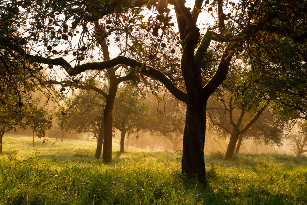Eine Streuobstwiese im Remstal. Sonnenaufgang mit Nebel und alten Obstbäumen im Remstal.