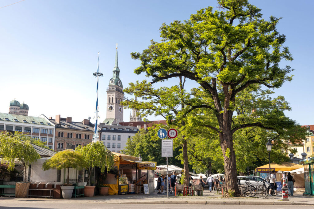 Ein wunderschöner Baum am Viktualienmarkt in München.